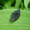 Red-Costa Metalmark