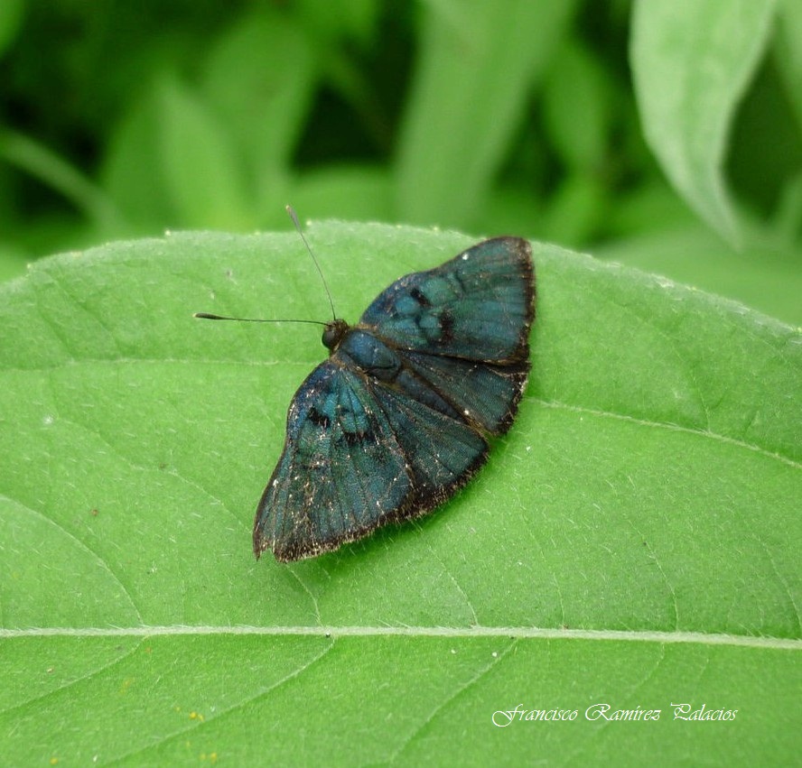 Red-Costa Metalmark