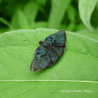 Red-Costa Metalmark