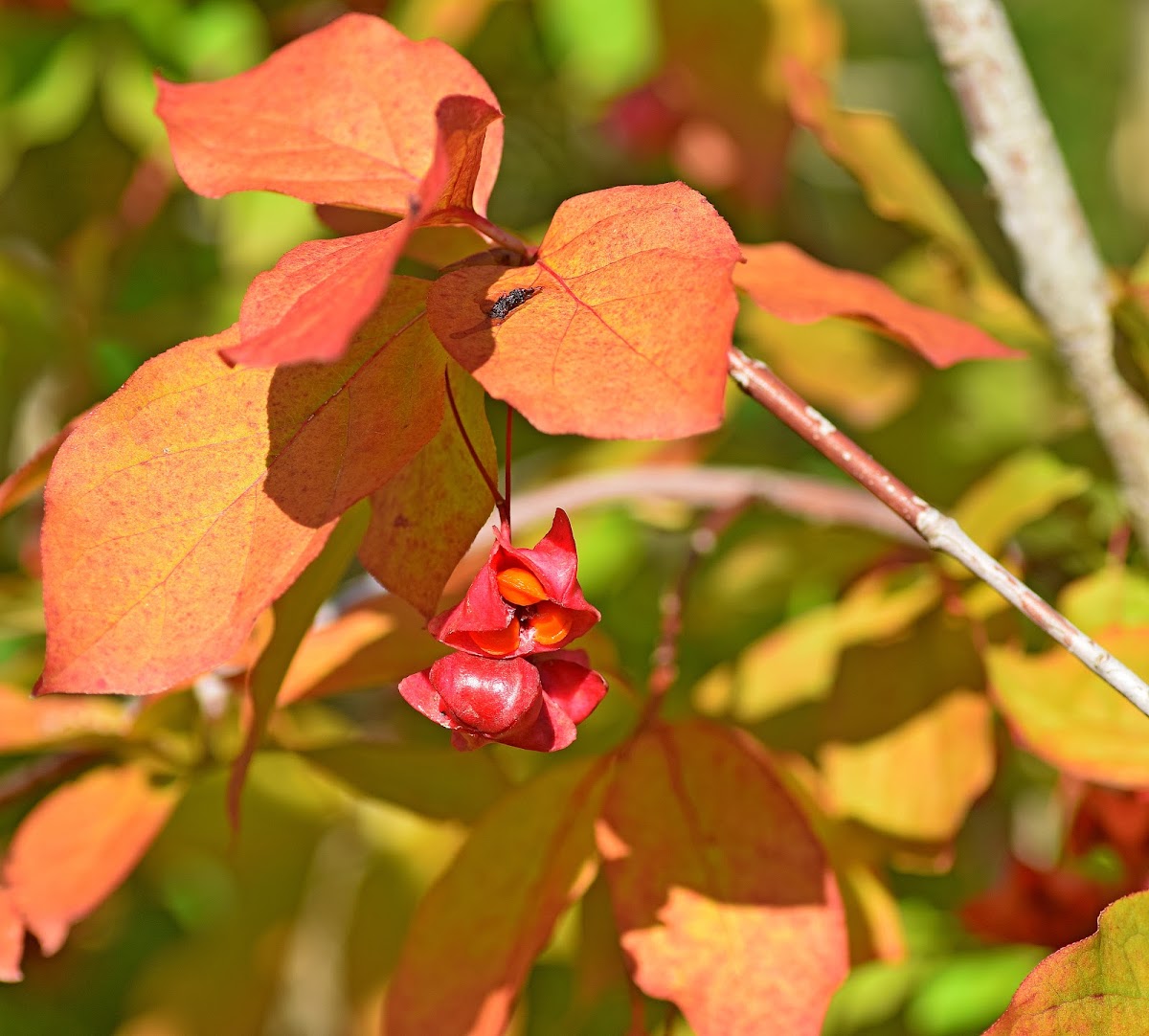 Broad-leaved Spindle