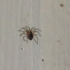 Unknown Spotting ( Spider )