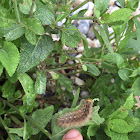 Buff ermine caterpillar