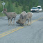 Bighorn Sheep