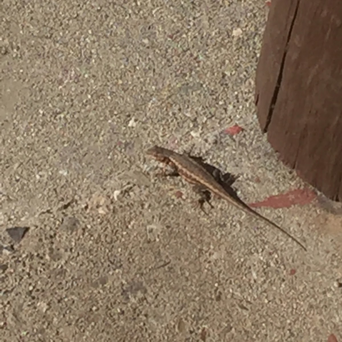 Sagebrush lizard