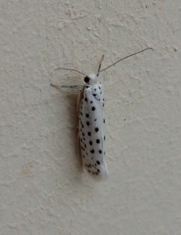 American Ermine Moth