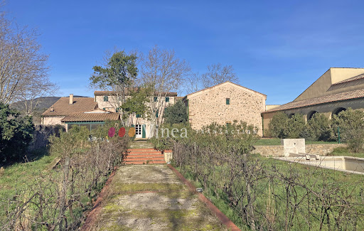 Vineyard 1