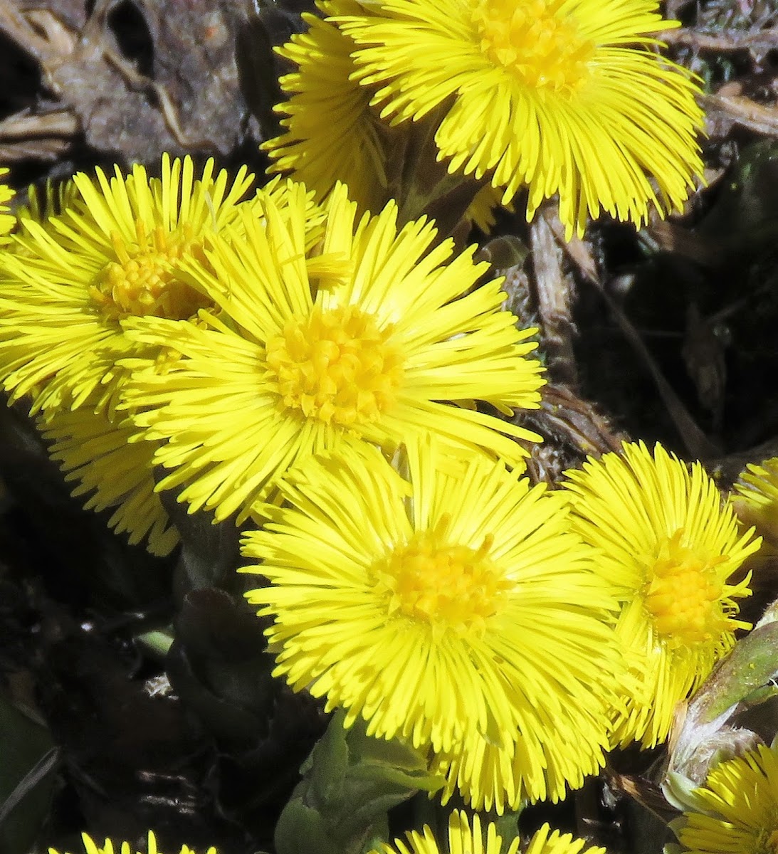 Coltsfoot