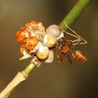 Asian Weaver Ant