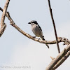 Southern Grey Shrike; Alcaudón Real