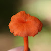 Red Chanterelle