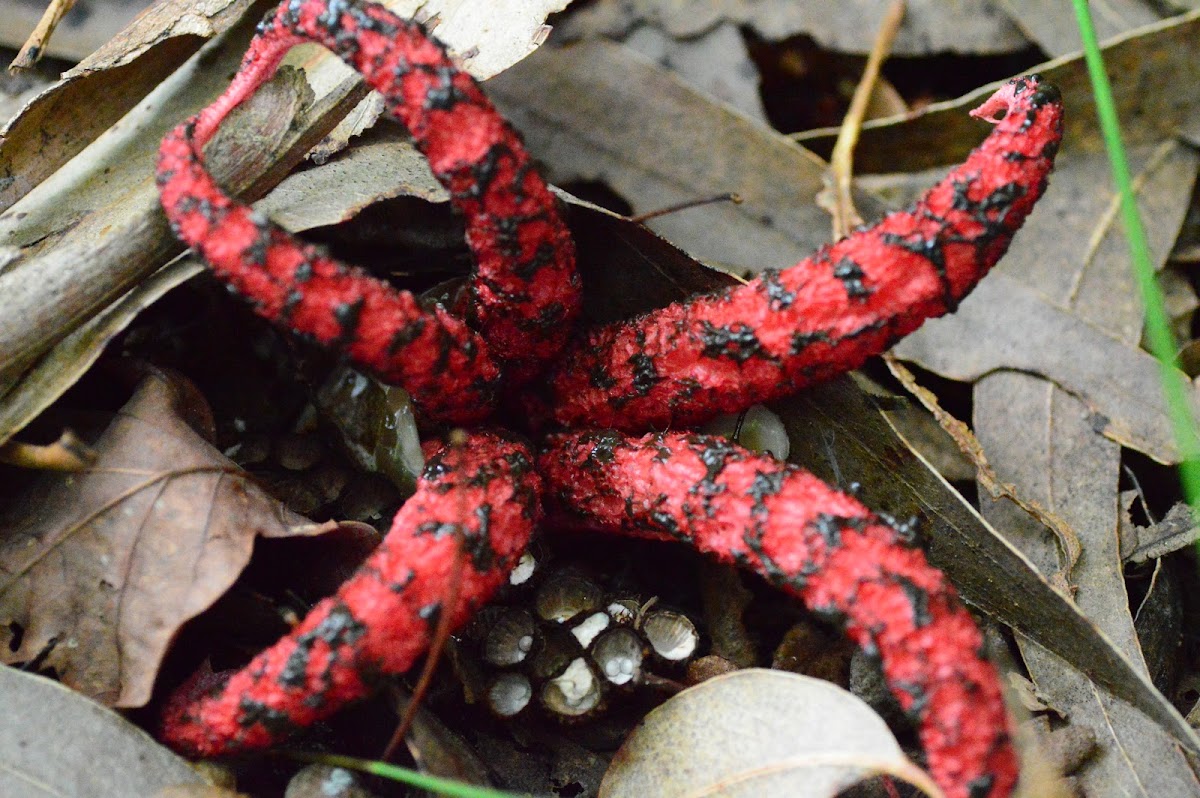 Mano del diablo, o Estrella roja