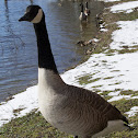 Goose