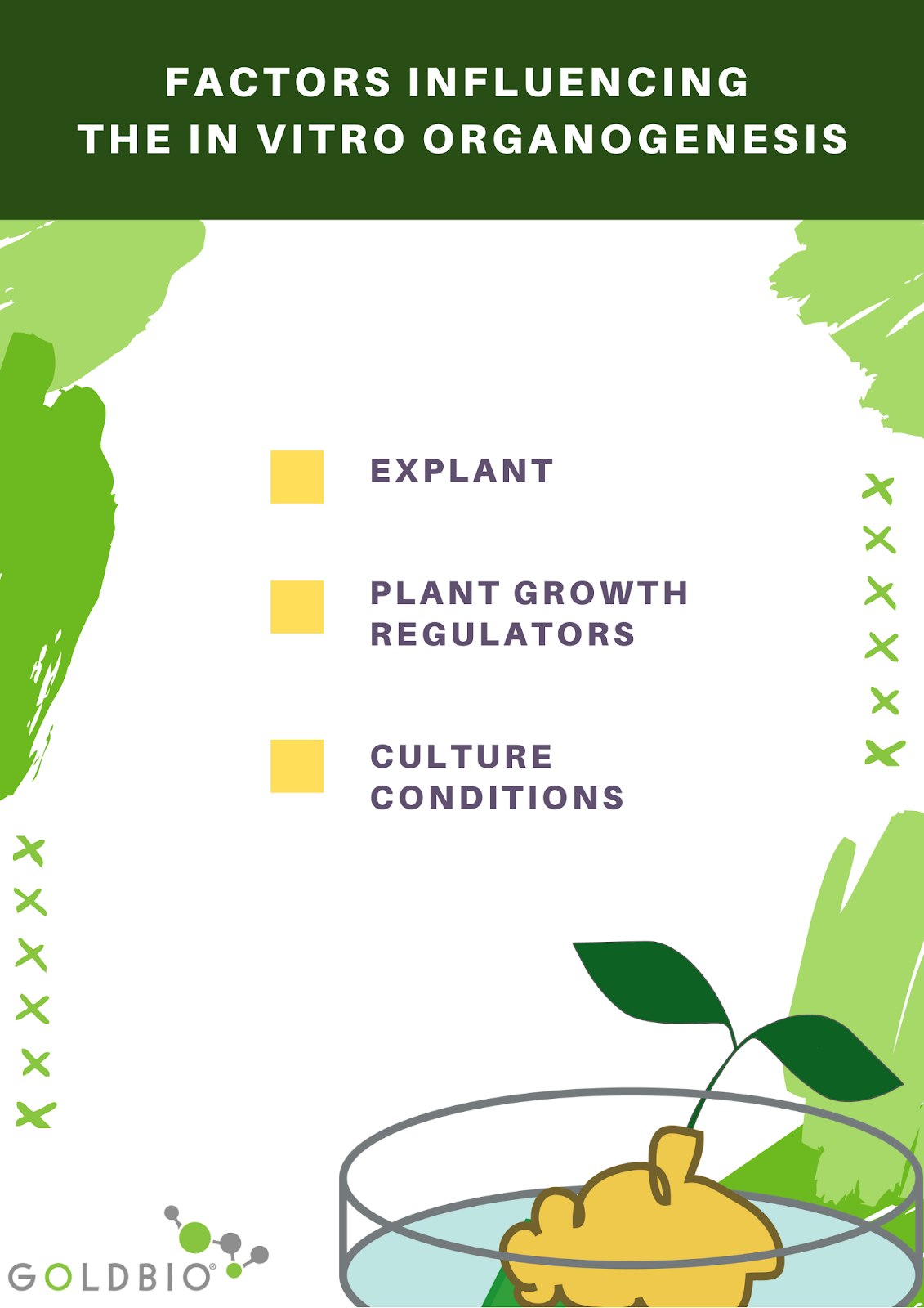 facotrs influencing in vitro organogenesis