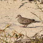 Common Ground-Dove