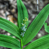 Star-Flowered Lily-of-the-Valley