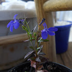 Lobelia