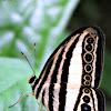 Ringlets Butterfly