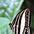 Ringlets Butterfly