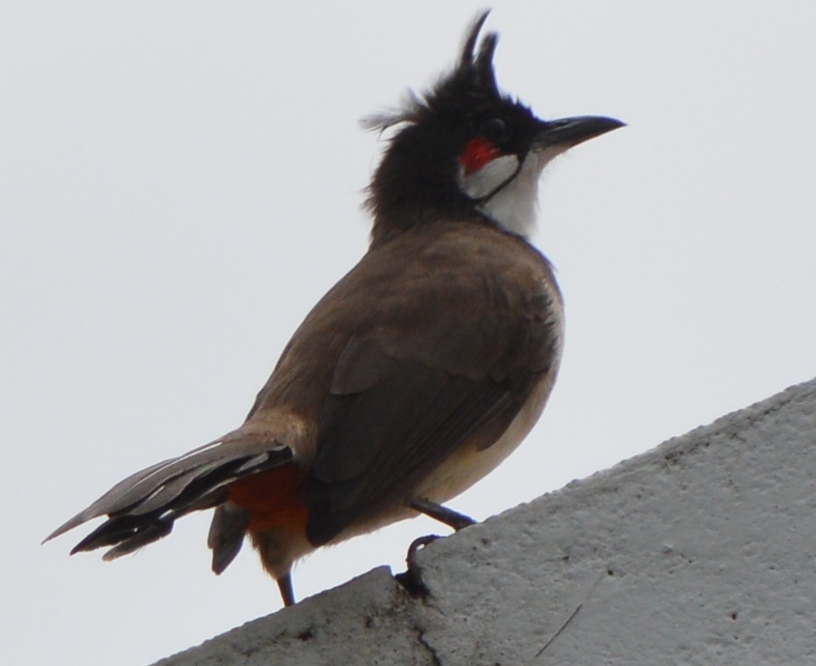 Red-whiskered bulbul