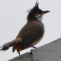 Red-whiskered bulbul