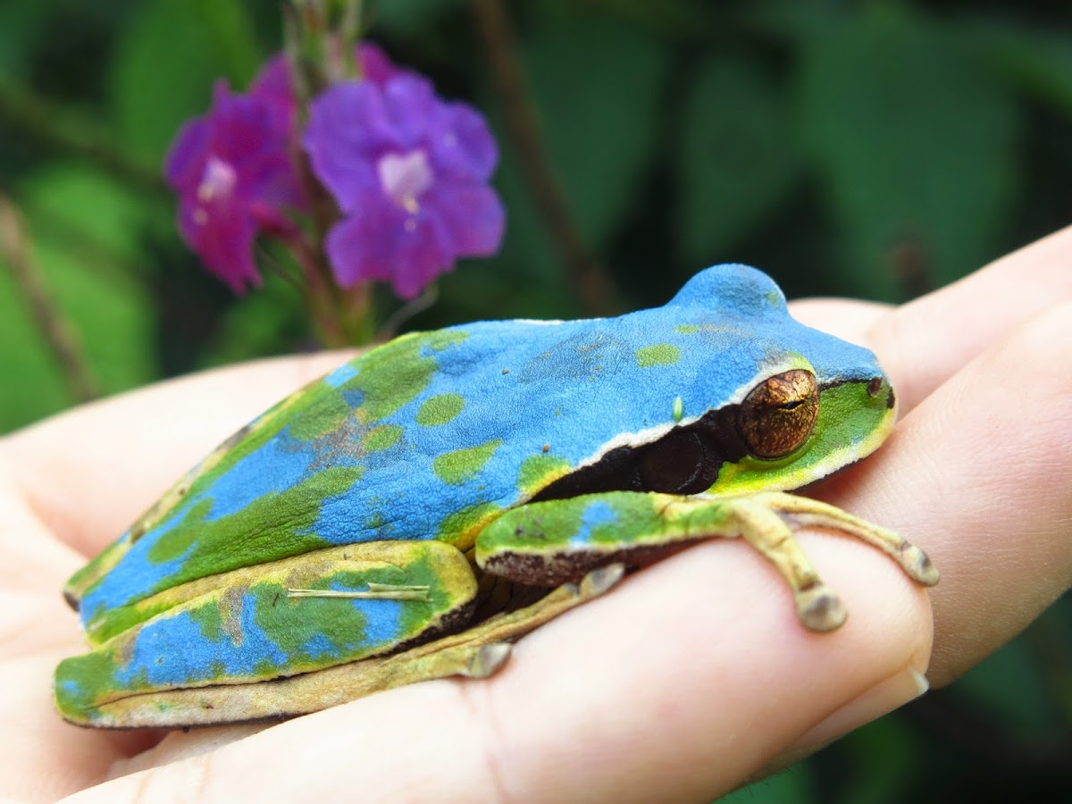 Masked Tree Frog