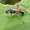 Katydid Wasp.