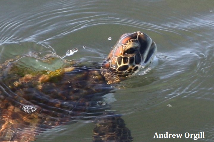 Green Sea Turtle