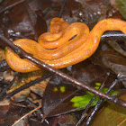 Malabar Pit viper