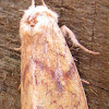 White-tailed Diver Moth