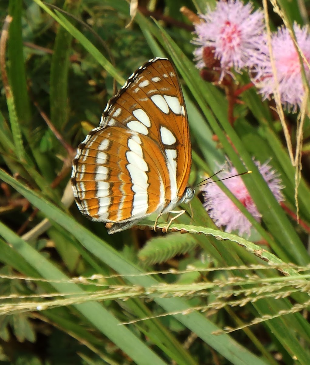 Common Glider