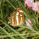 Common Glider