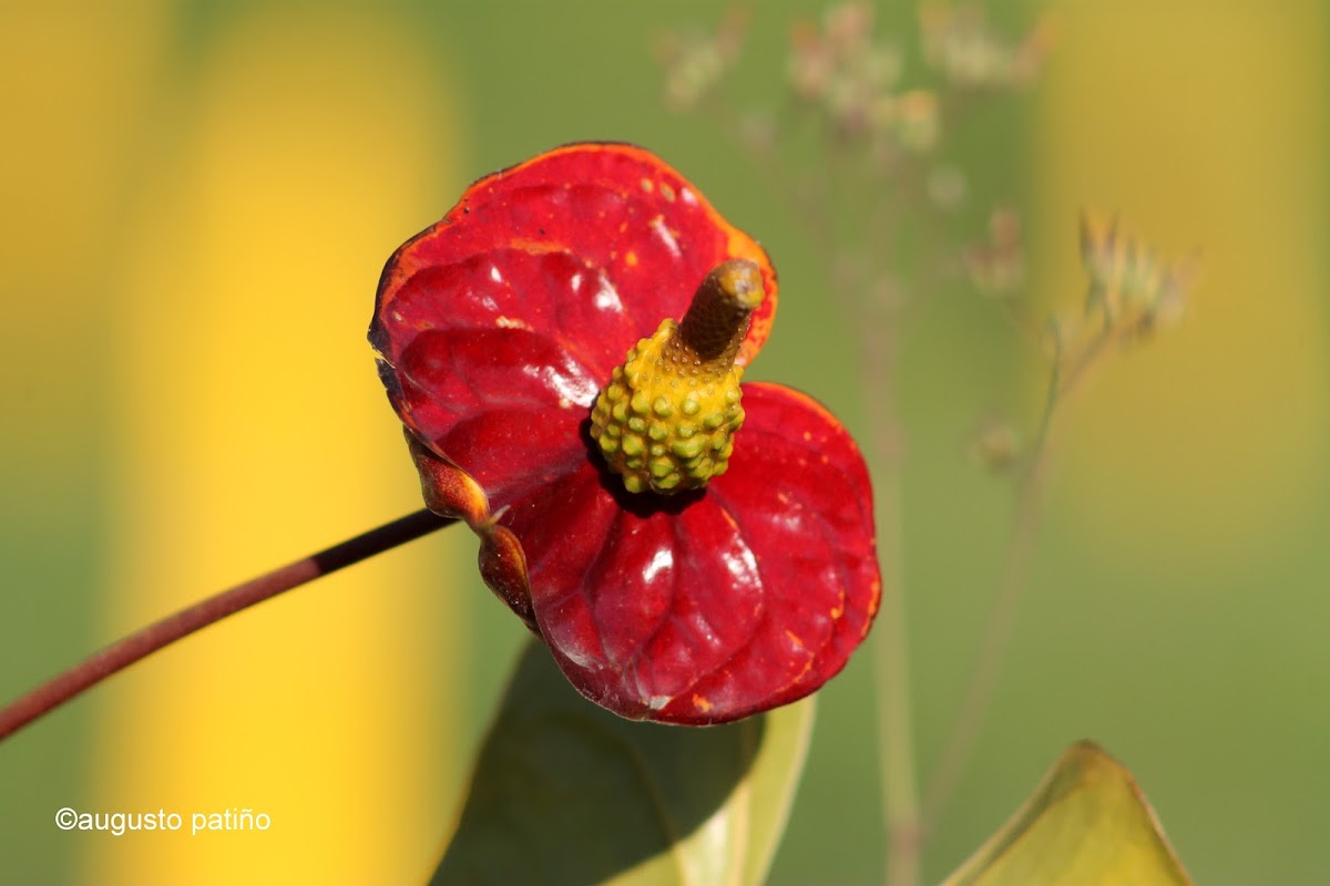 Anturio - Anthurium