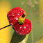 Anturio - Anthurium