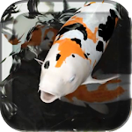 Koi Live Wallpaper Apk