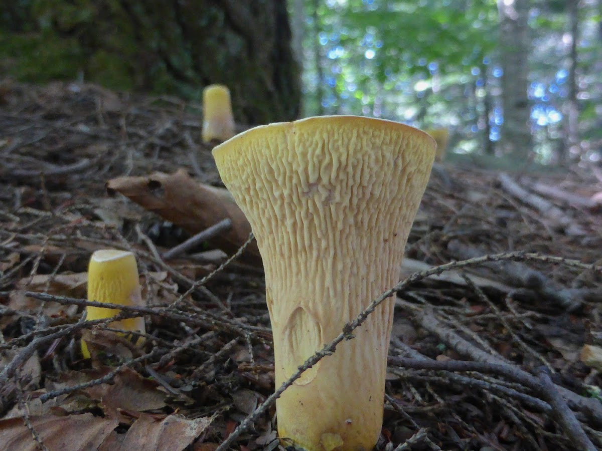 Scaly Vase Chanterelle