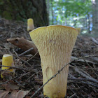 Scaly Vase Chanterelle