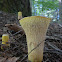 Scaly Vase Chanterelle