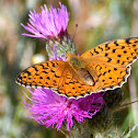 High Brown Fritillary; Adipe