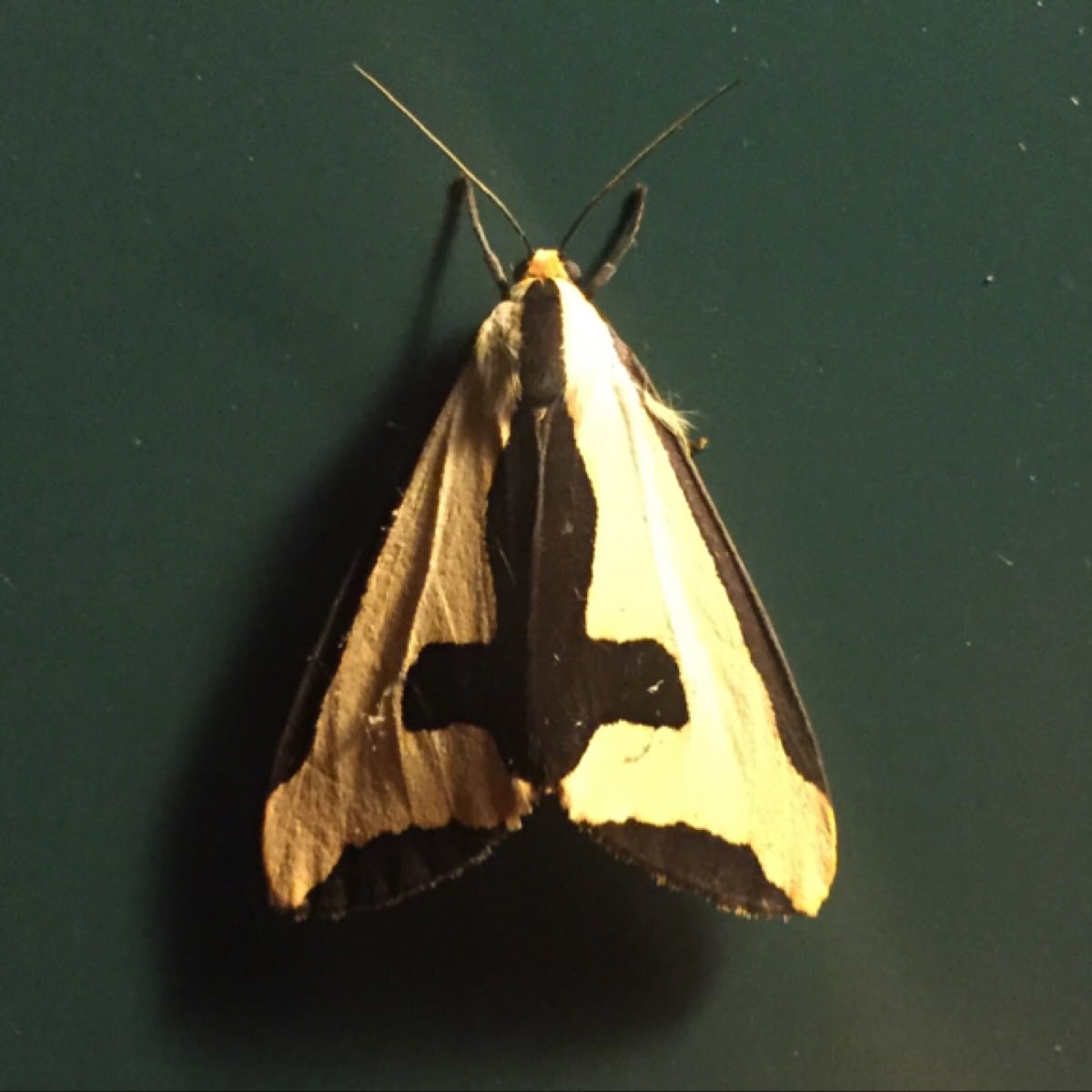 Clymene Moth