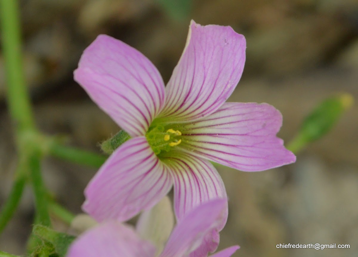 Oxalis