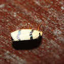 Erebid Moth