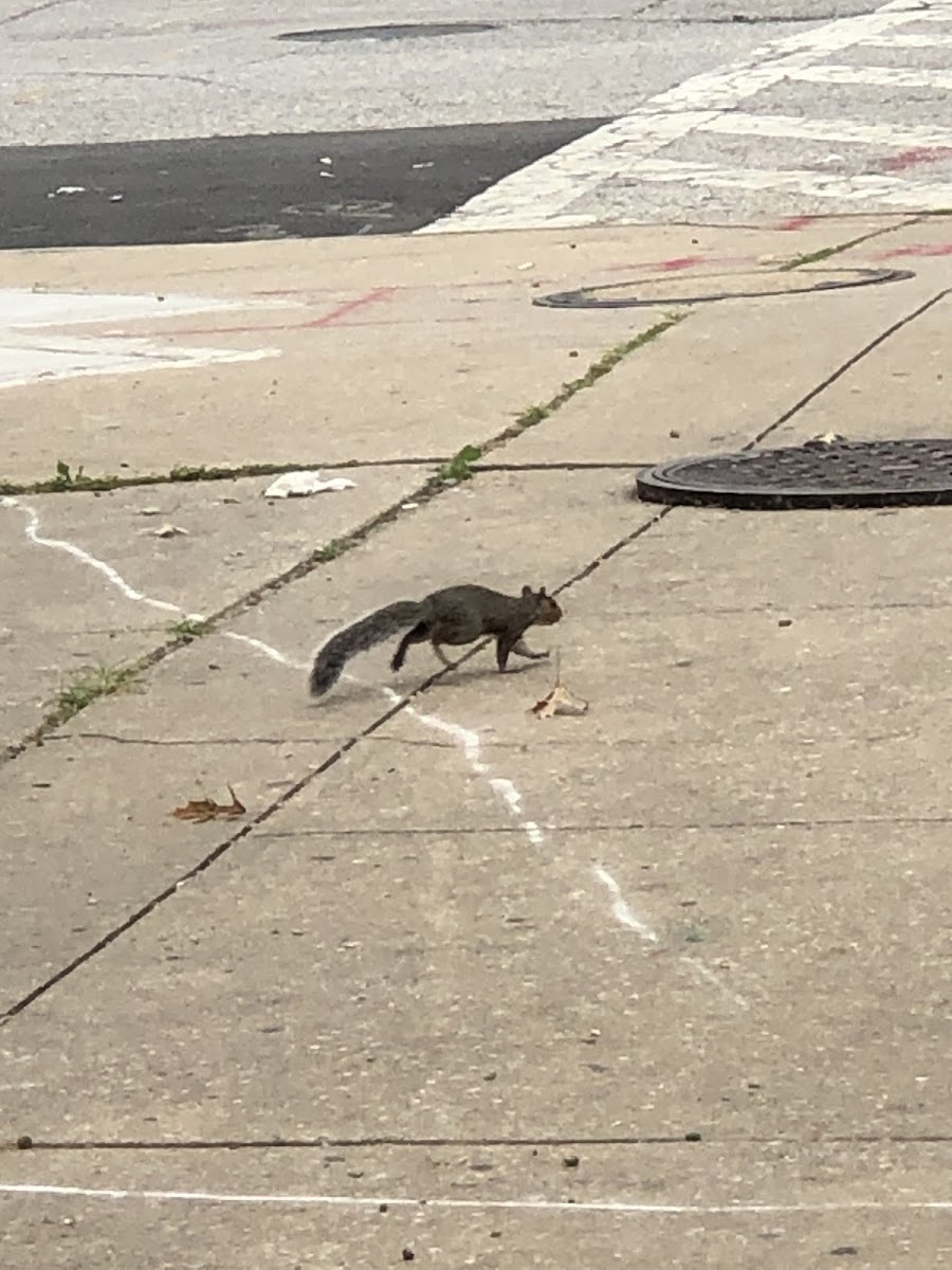 Eastern Gray Squirrel