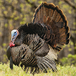 Turkey Calls Apk