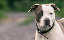 American Staffordshire Terrier Themes New Tab small promo image