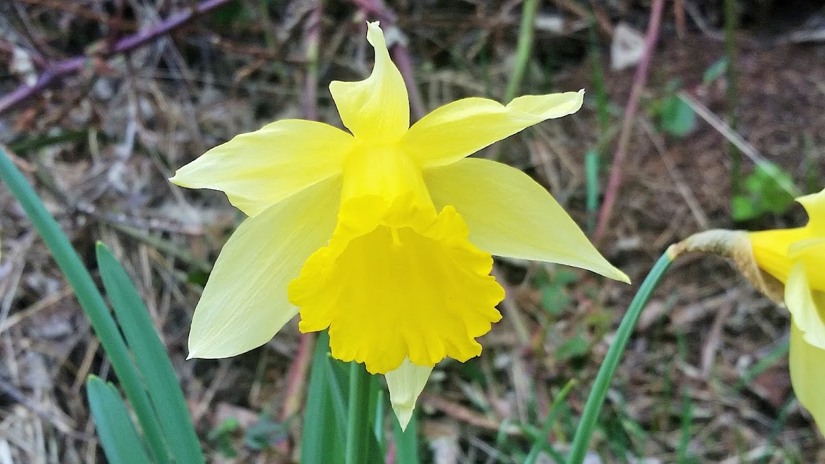 Wild daffodil