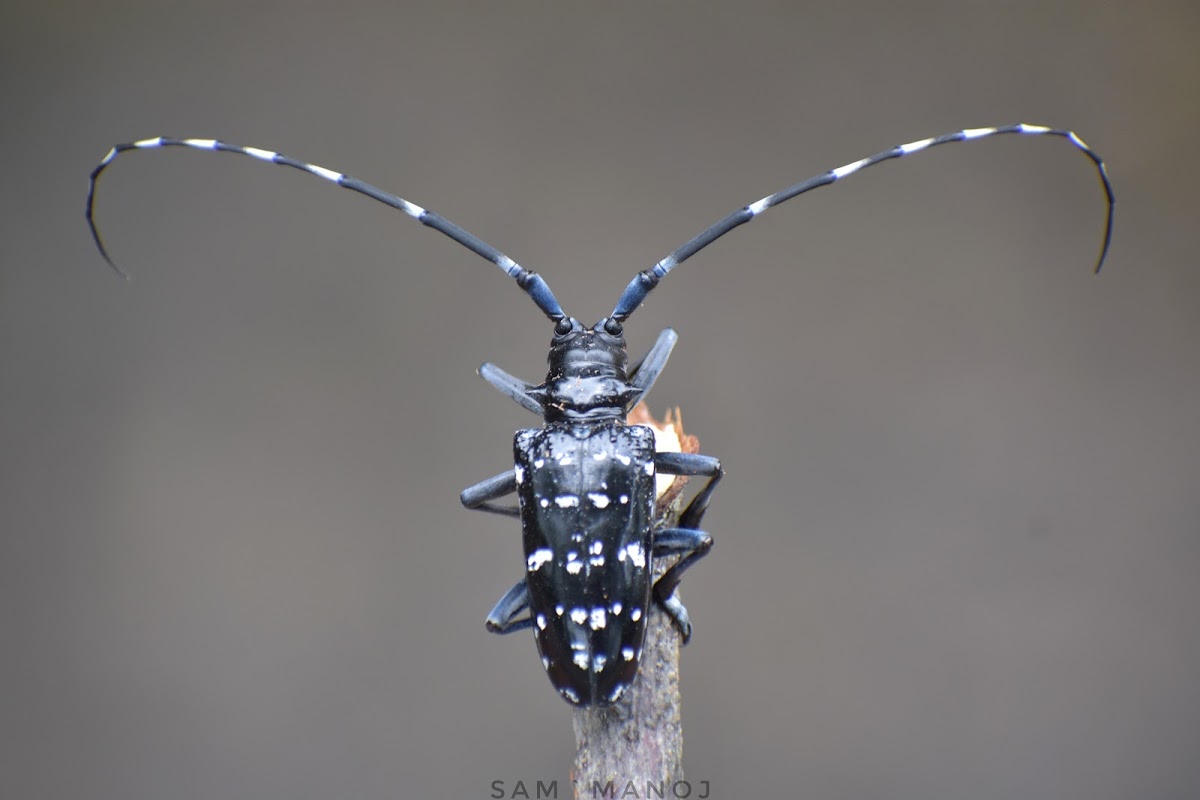 Citrus Long-Horned Beetle