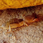 Mole cricket