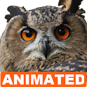 Owl Live Wallpaper