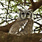 Eagle Owls  -  Verreaux's Eagle-owl