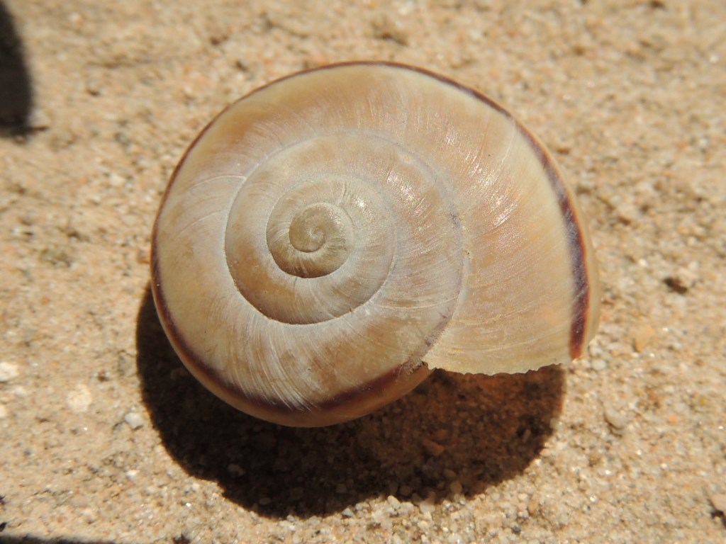 Desert Snail Shell